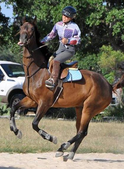 Wood Horse: The Ultimate Competitor