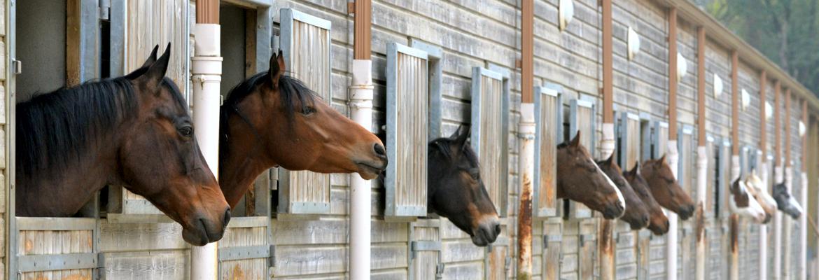 Contact Information for Horse Temperament Typing Specialist