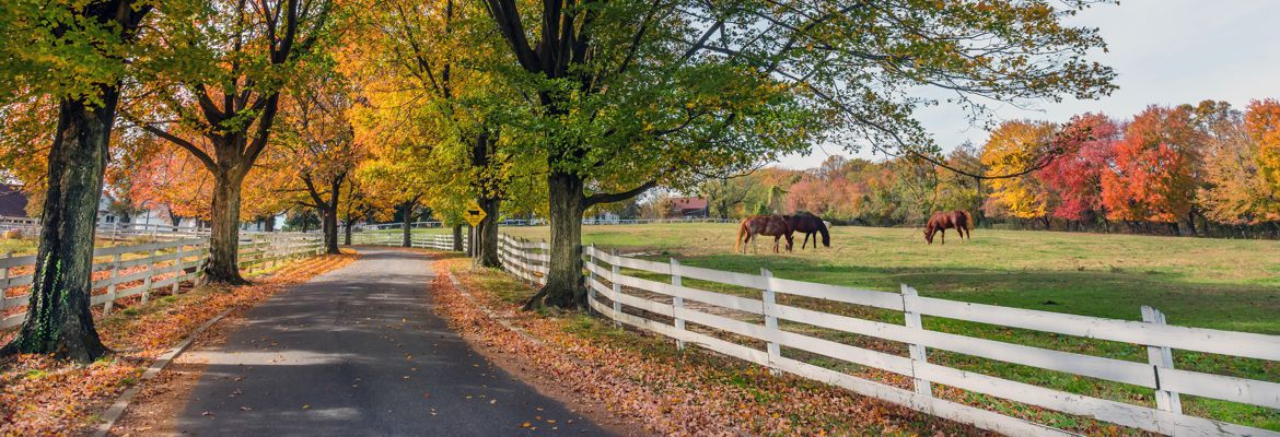 Horse Temperament Typing Specialist