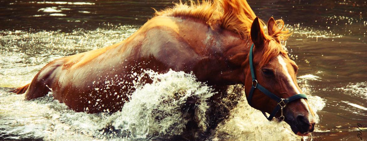 Testimonials for Horse Temperament Typing Specialist