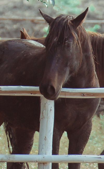 Natural Feed Supplements for Your Horse